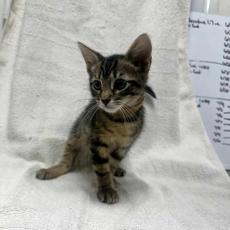 A young small-sized male Brown / Chocolate Domestic Short Hair cat named Neptune for adoption in Donalsonville, GA