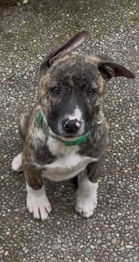 A baby medium-sized male Brindle German Shepherd Dog dog named Ace for adoption in Tracy, CA