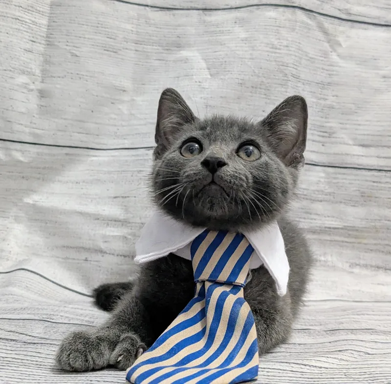 A baby medium-sized male Domestic Short Hair cat named Dino Nugget for adoption in Chesapeake Beach, MD