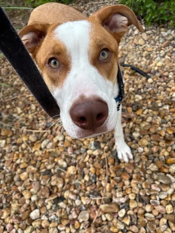 An adult medium-sized male Merle (Red) Mixed Breed dog named Malinski for adoption in Fort Collins, CO