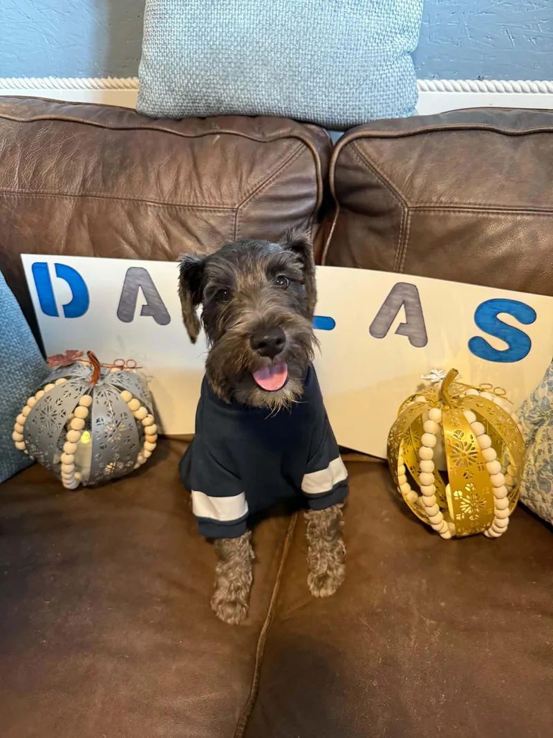 A baby small-sized male Black Miniature Schnauzer dog named Dallas for adoption in Newberg, OR