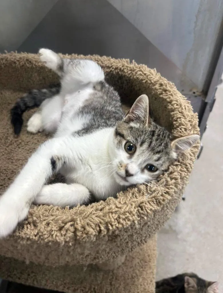 A baby small-sized female Domestic Short Hair cat named Sassy for adoption in New Manchester, WV