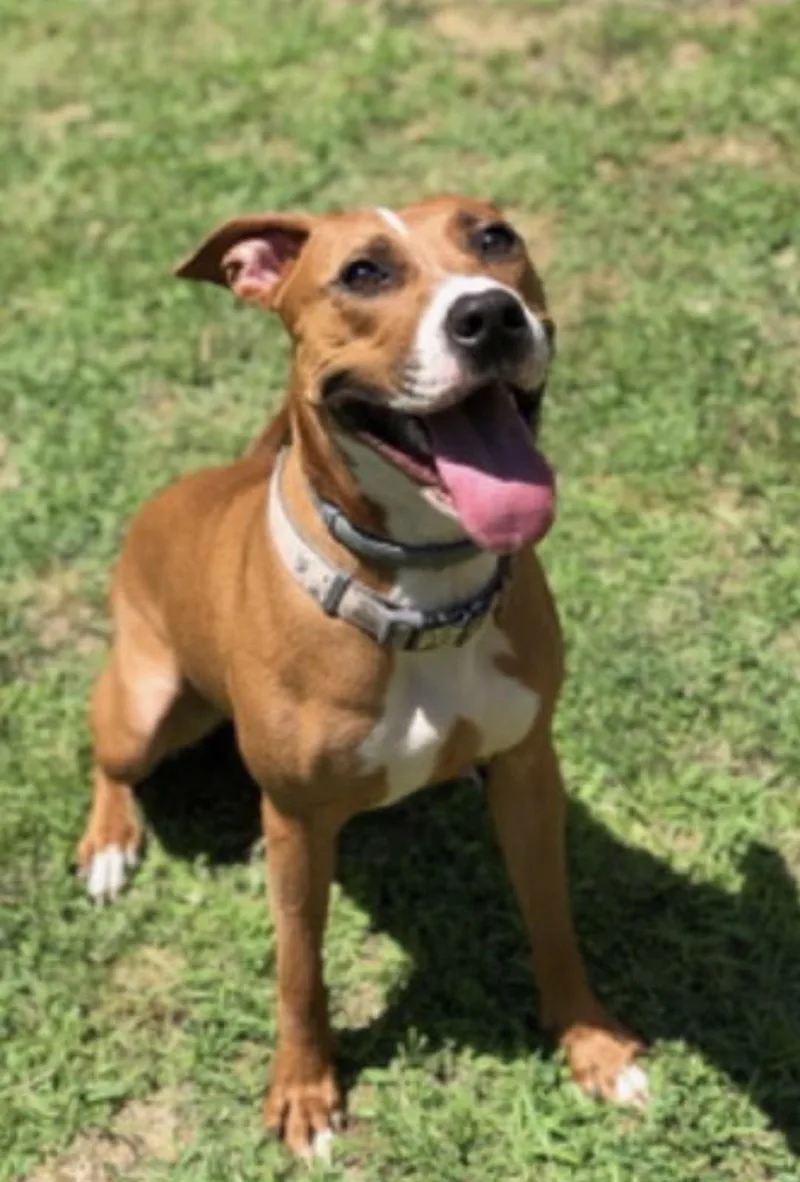 An adult medium-sized female Golden Mixed Breed dog named Harper for adoption in Belleville, IL