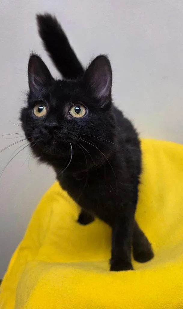 A baby small-sized female Domestic Long Hair cat named Luna for adoption in Fremont, OH