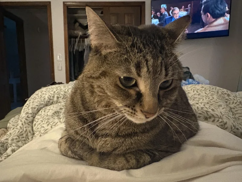 An adult medium-sized female Tabby (Brown / Chocolate) Domestic Short Hair cat named Herron for adoption in Indianapolis, IN