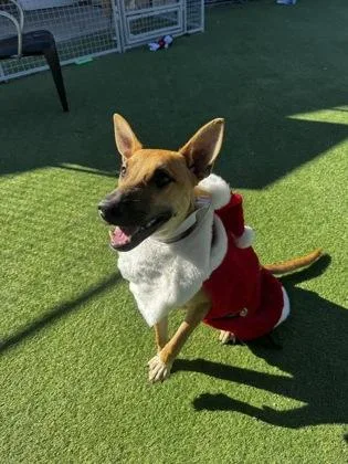 Calischatzi thumbnail 2