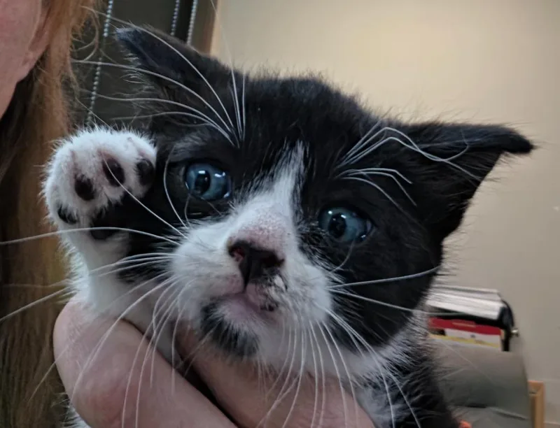 A baby small-sized female Domestic Medium Hair cat named Enoki for adoption in Rome, GA