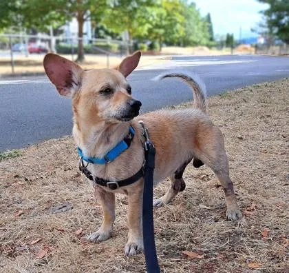 An adult medium-sized male Chihuahua dog named Guppy for adoption in Seattle, WA