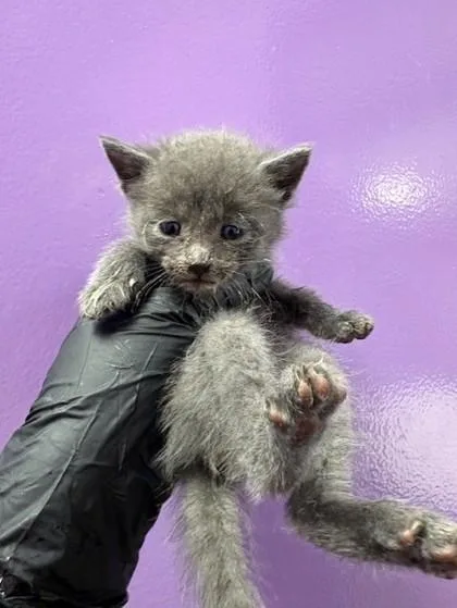 A baby small-sized male Gray / Blue / Silver Domestic Short Hair cat named 60932736 for adoption in El Paso, TX