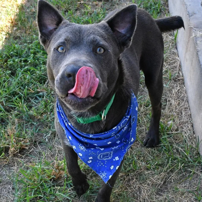 An adult medium-sized male Gray / Blue / Silver Pit Bull Terrier dog named Sterling for adoption in Beaumont, TX
