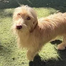 A young small-sized male Golden Terrier dog named Jerry for adoption in Sonoma, CA
