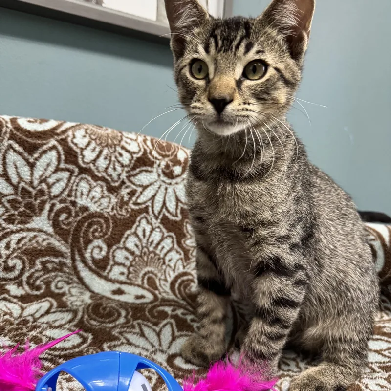 A young medium-sized male Tabby (Brown / Chocolate) Domestic Short Hair cat named Spider for adoption in Sunset Hills, MO