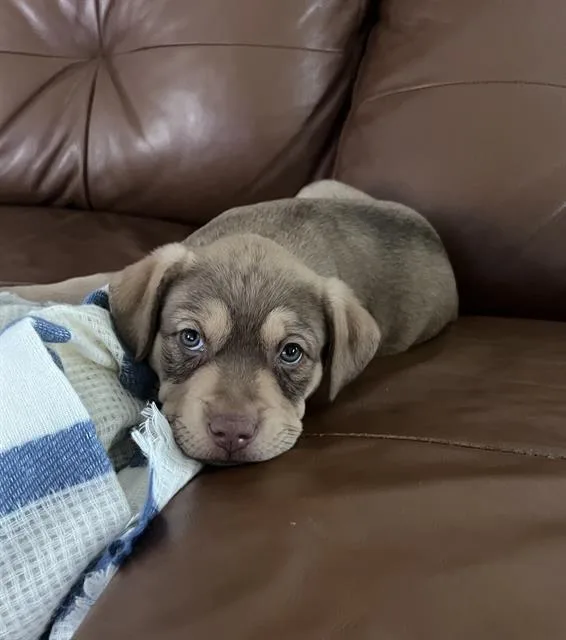 A baby small-sized female American Staffordshire Terrier dog named Agarita for adoption in San Antonio, TX