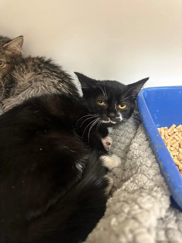A baby small-sized female Domestic Short Hair cat named Poe for adoption in Johnson City, TN