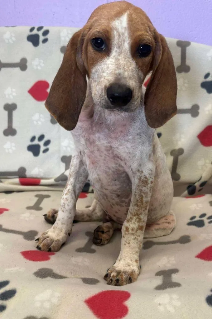 A baby medium-sized male Hound dog named Kinston for adoption in Warrenton, NC