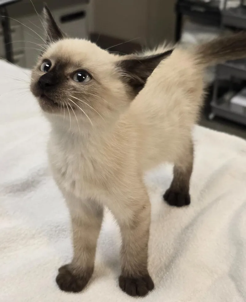 A baby small-sized female Siamese cat named Blueberry for adoption in Murphysboro, IL