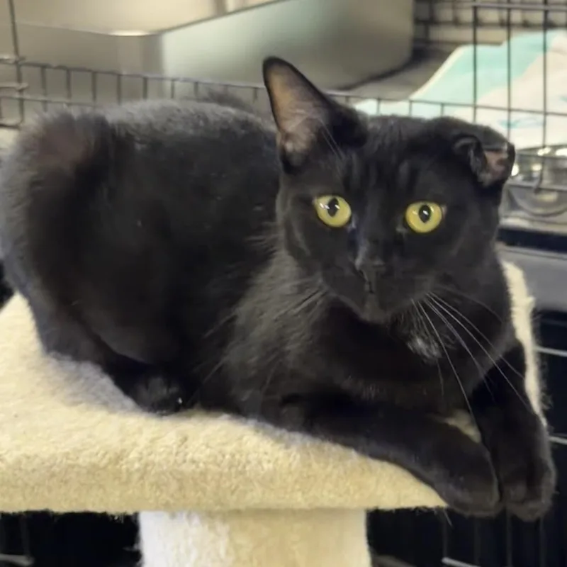 An adult small-sized female Black Domestic Short Hair cat named Melody for adoption in Pittsburgh, PA