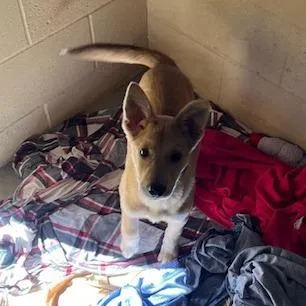 A baby small-sized female Yellow / Tan / Blond / Fawn Australian Shepherd dog named Mandy for adoption in Buellton, CA