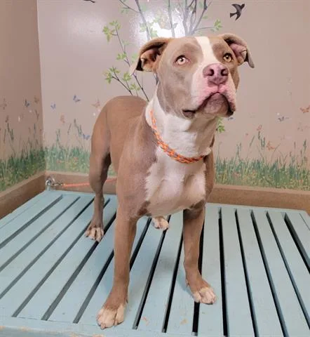 An adult medium-sized female Pit Bull Terrier dog named Sky Chanel for adoption in Agoura, CA