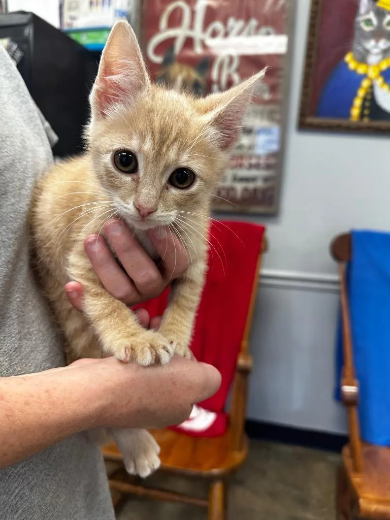 A baby medium-sized male Domestic Short Hair cat named Lizard for adoption in Jonesboro, AR