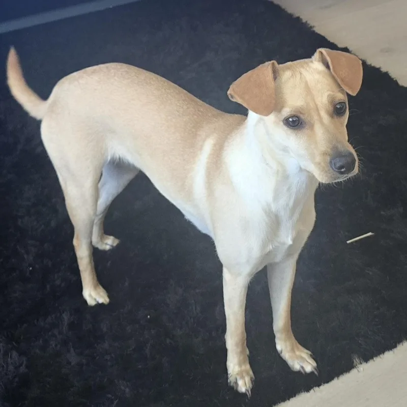 A young small-sized female Apricot / Beige Beagle dog named Dolly for adoption in Los Angeles, CA