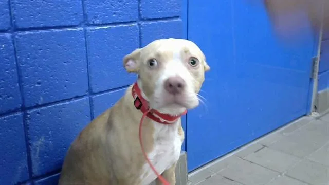 A young small-sized male Staffordshire Bull Terrier dog named Penta for adoption in Albuquerque, NM