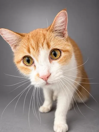 An adult medium-sized male Domestic Short Hair cat named Mr. Parker for adoption in Bowling Green, KY