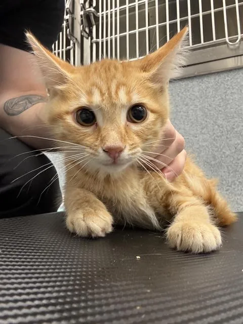 A baby small-sized female Domestic Short Hair cat named Baby Spice for adoption in Indianapolis, IN