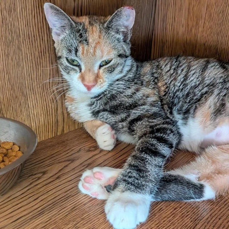A young small-sized female Domestic Short Hair cat named Eedy for adoption in Oxford, ME