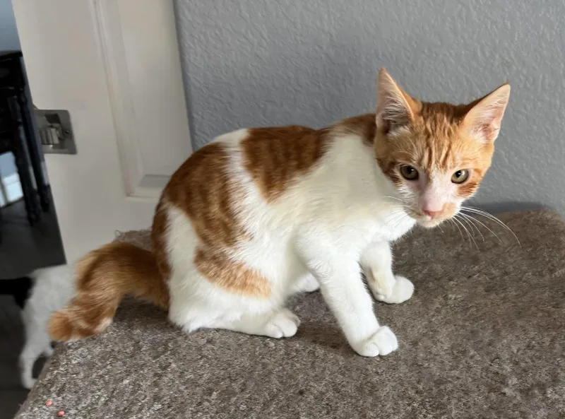 A baby large-sized male Domestic Short Hair cat named Kick for adoption in San Jacinto, CA