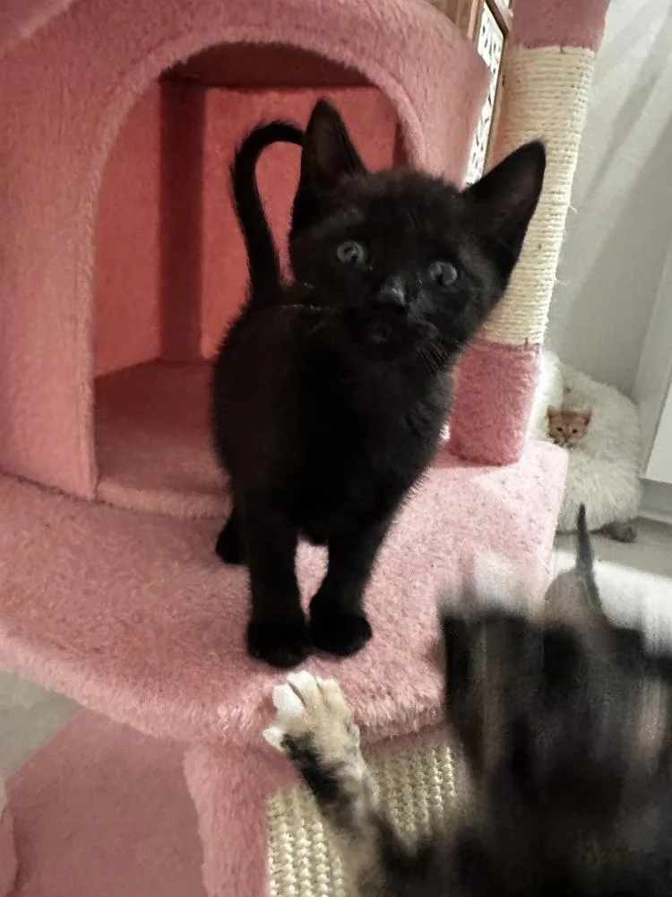 A baby small-sized female Domestic Short Hair cat named Harper for adoption in Brewster , NY