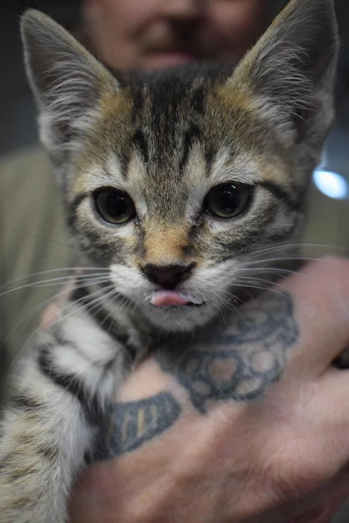 A baby medium-sized female Domestic Short Hair cat named Jazzy for adoption in Pahrump, NV