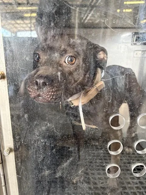 A young medium-sized female Mixed Breed dog named Sandra for adoption in Dallas, TX