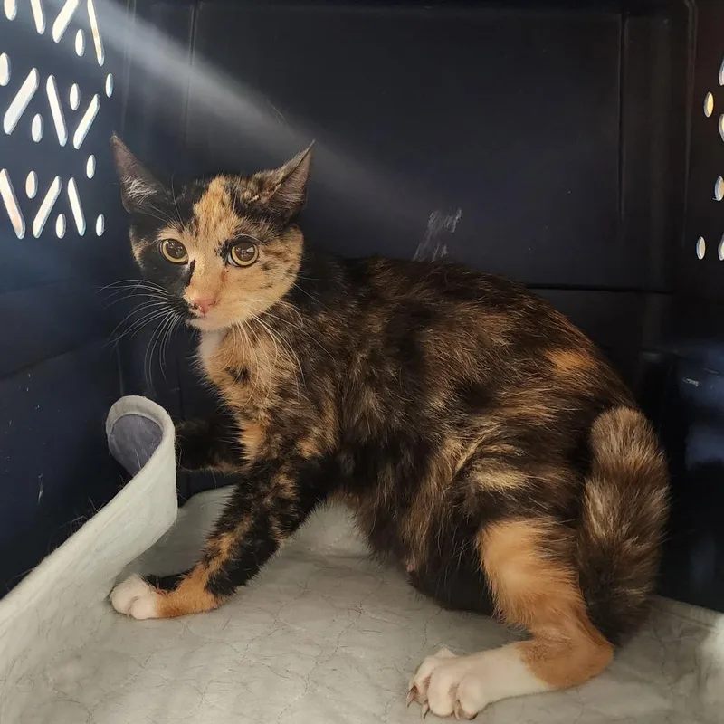A young small-sized female Calico Domestic Short Hair cat named Audrey for adoption in Evensville, TN