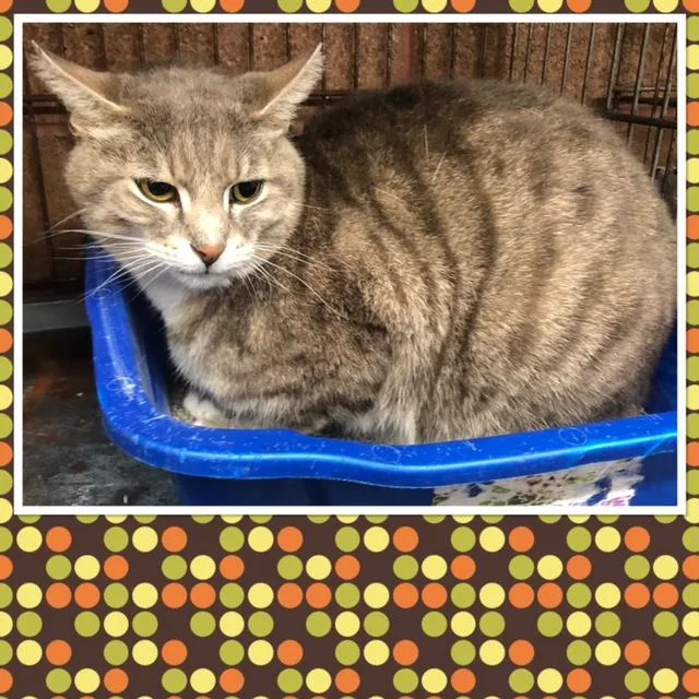 An adult medium-sized male Tabby (Gray / Blue / Silver) Domestic Short Hair cat named Felix for adoption in Buckhannon, WV