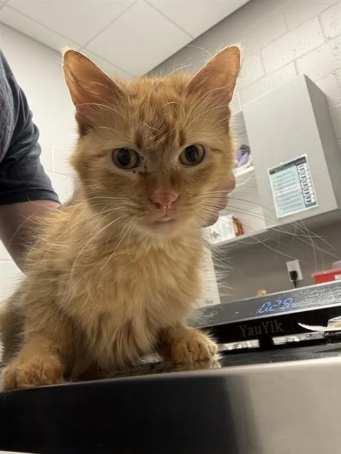 A young small-sized female Domestic Medium Hair cat named Growlithe for adoption in Indianapolis, IN
