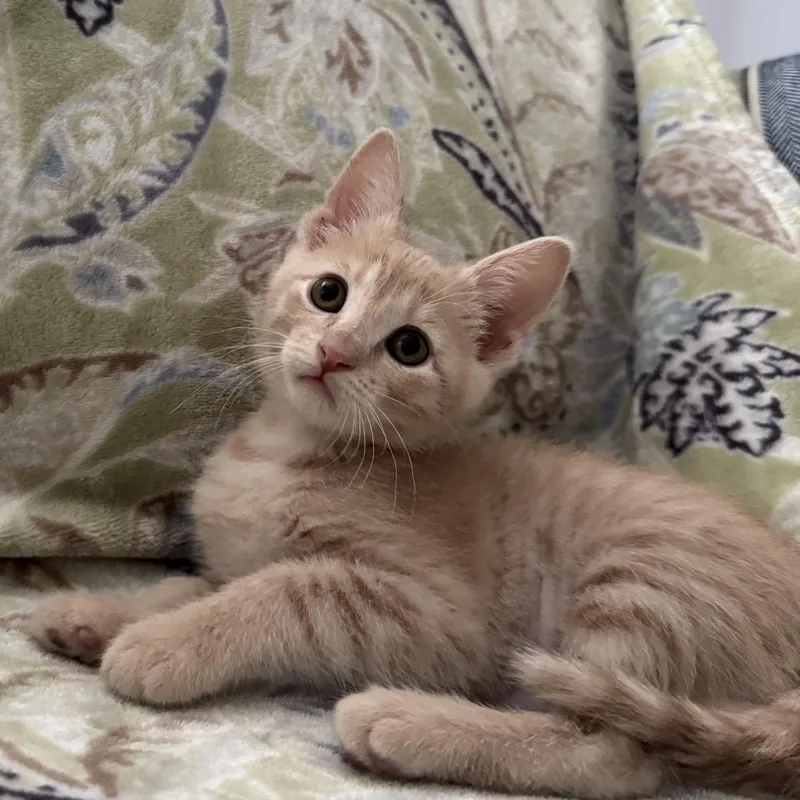 A baby medium-sized female Tabby (Buff / Tan / Fawn) Domestic Short Hair cat named Bloom for adoption in Murphysboro, IL