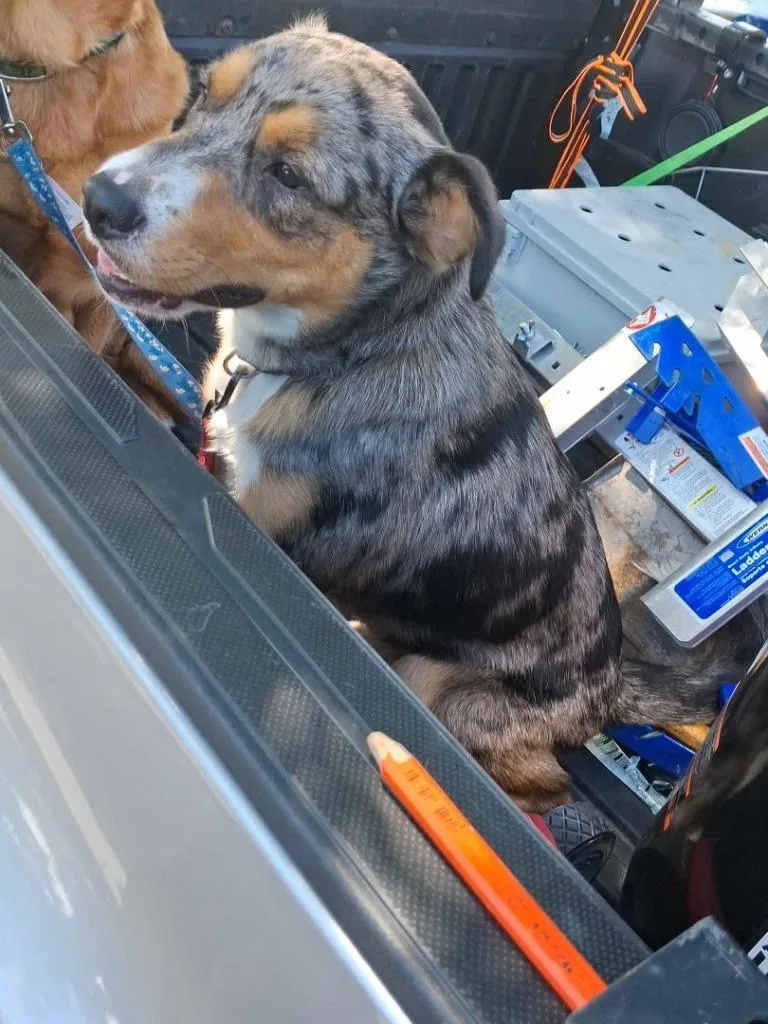 Darwin