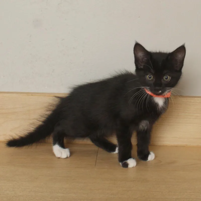 A baby small-sized female Black Domestic Short Hair cat named Moth C for adoption in Minnetonka, MN