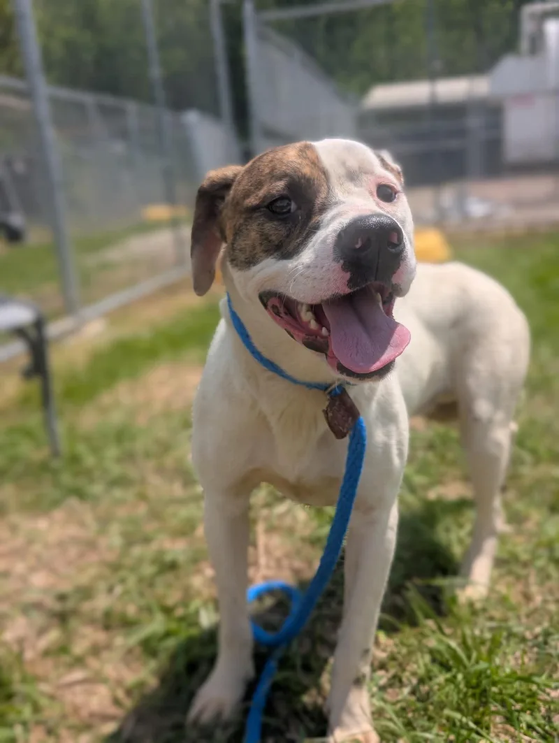 An adult medium-sized male Mixed Breed dog named Jasper for adoption in Moundsville, WV