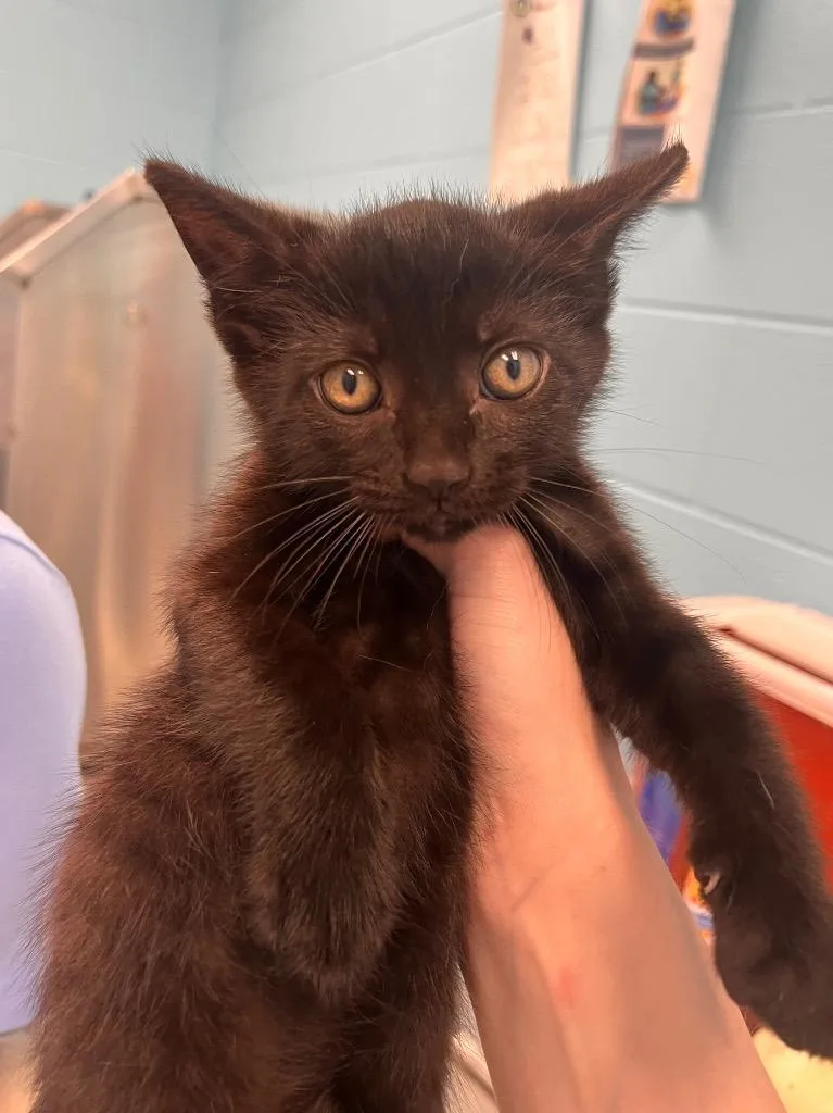 A baby medium-sized male Black Domestic Short Hair cat named Cocoa for adoption in Frankfort, KY