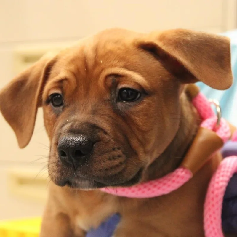 A baby medium-sized male Brown / Chocolate Mastiff dog named Paczki for adoption in South Elgin, IL