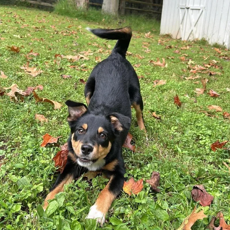 Frankie