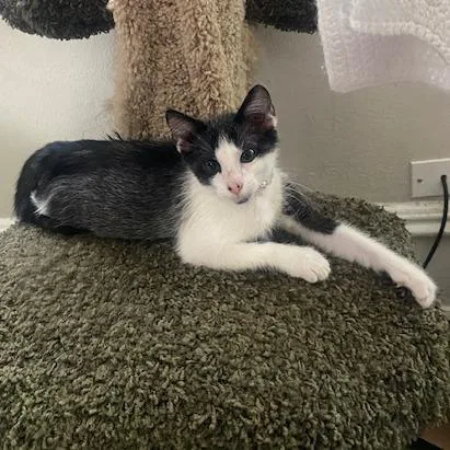 A young small-sized male Gray / Blue / Silver Domestic Short Hair cat named Chance for adoption in Columbus, GA