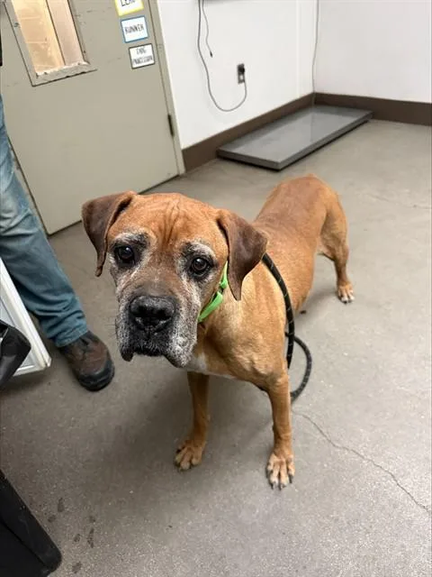 A senior large-sized male Boxer dog named Catalino for adoption in Tucson, AZ