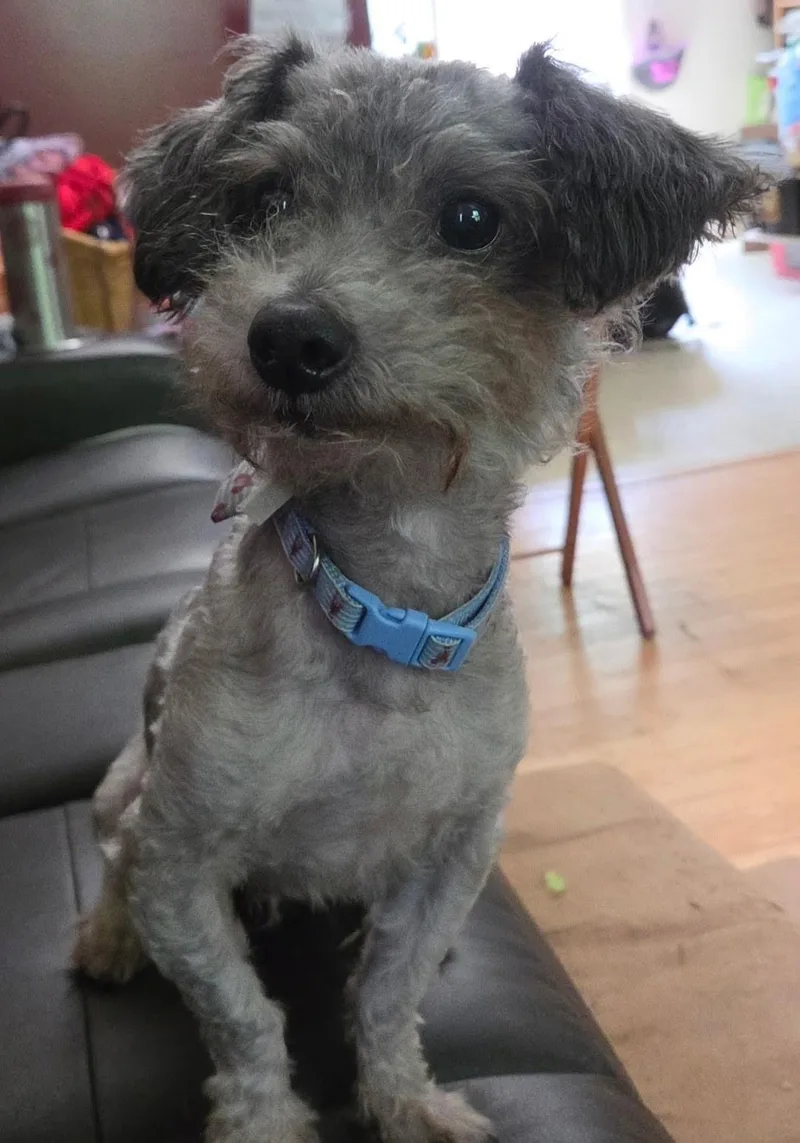An adult small-sized male Miniature Poodle dog named Salty for adoption in Pleasant Valley, NY