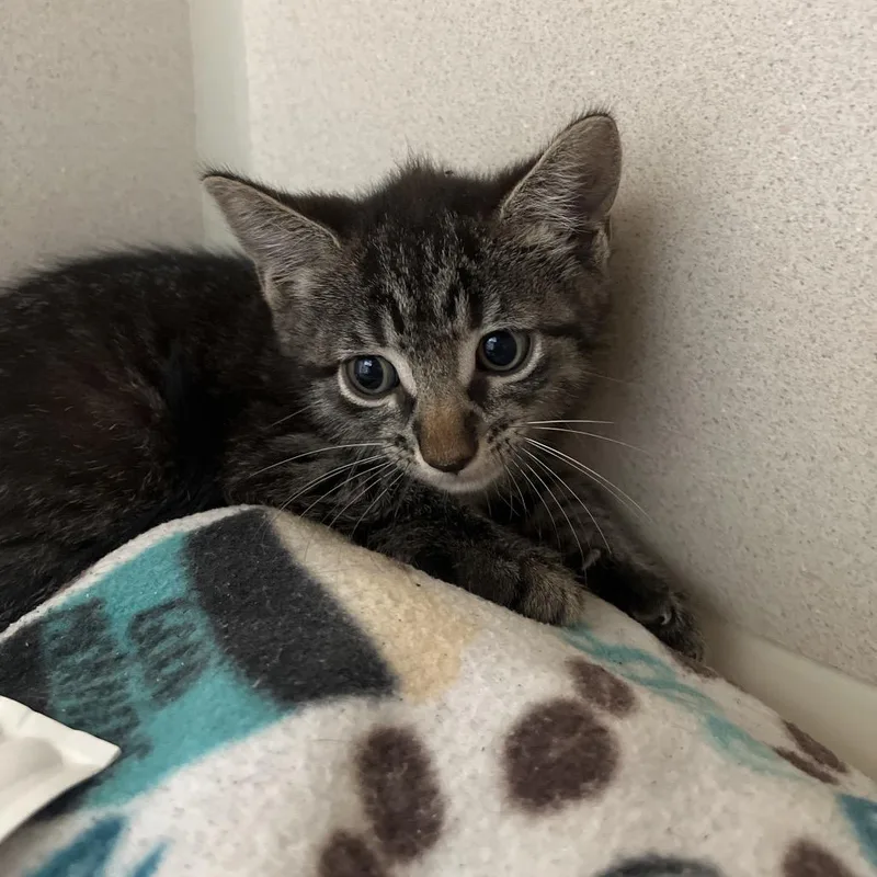 A baby small-sized male Brown / Chocolate Domestic Short Hair cat named Boom Box for adoption in Summerville, SC
