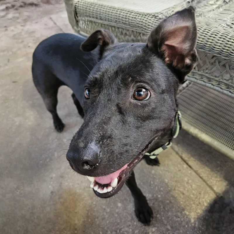 A young medium-sized male Black Labrador Retriever dog named Tommy for adoption in Baldwin, MD