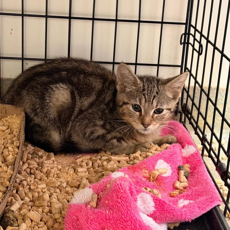 A baby small-sized male Brown / Chocolate Domestic Short Hair cat named Supreme for adoption in Lynchburg, VA