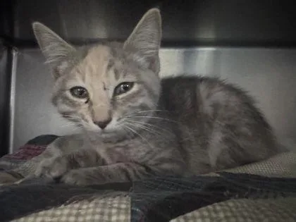 A baby small-sized female Domestic Short Hair cat named Juniper for adoption in Shawano, WI